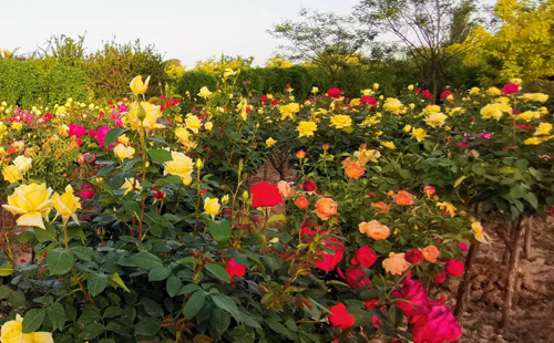 九月花园新宠 —— 甘谷县实验月季园，专业海南藏族海南藏族月季批发基地！